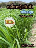 ☘️ เมล็ดหญ้ากัมบ้า 1 กิโลกรัม หญ้า กัมบ้า #พร้อมปลูก(รับประกันการงอก) หญ้าเลี้ยงสัตว์ หญ้า พันธ์ุหญ้า หญ้าเลี้ยงวัว