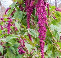 เมล็ดพันธุ์ผักโขม เดรดล็อคส์ Dreadlocks Amaranth Seed บรรจุ 100 เมล็ด ของแท้ คุณภาพดี ราคาถูก นำเข้าจากต่างประเทศ