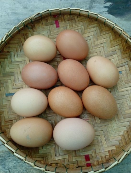 ไข่เชื้อ-ไข่มีเชื้อ-ไก่พันธุ์ไข่-ไก่ไข่-ไฮบริด-โร้ดไอซ์แลนด์เรด-ไข่ดก-ไข่ดี-ไข่นาน-ไข่ใบใหญ่