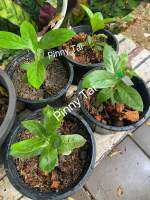 ทรีลิลลี่ Tree Lily (portlandia grandiflora) กระถาง 8 นิ้ว ต้นสูง 12 cm