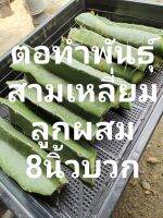 ตอทำพันธุ์ สามเหลี่ยม ลูกผสม 8นิ้วบวก ราคาถูกๆ