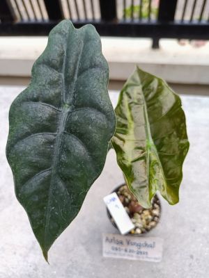 ต้น Alocasia Chantrieri จากแม่พันธุ์ด่าง