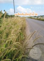 เมล็ดพันธุ์หญ้าน้ำพุ  500เมล็ด