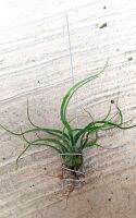 Tillandsia bulbosa hanging