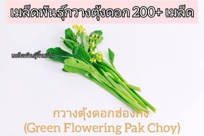 เมล็ดพันธุ์กวางตุ้งดอก 200+ เมล็ด/ชุด