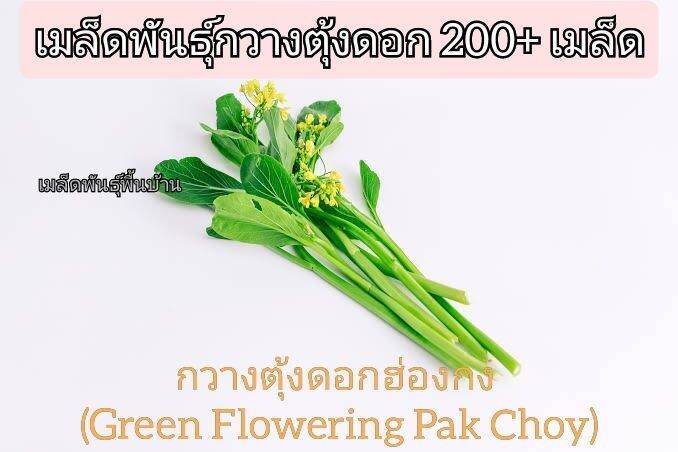 เมล็ดพันธุ์กวางตุ้งดอก-200-เมล็ด-ชุด