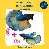 ปลากัดฮาฟมูน มัสตาร์ด แพ็คคู่ ผู้ + เมีย คละสีตัว มีประกันสินค้า