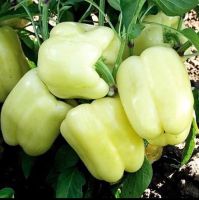 เมล็ดพันธุ์ พริก หวาน สีขาว (White Cloud Sweet Pepper Seed) บรรจุ 5เมล็ด ของแท้ 100%