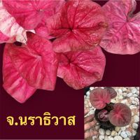 ตับจังหวัด จ.นราธิวาส เป็นบอนสีใบกลมๆ จัดส่งทั้งกระถาง