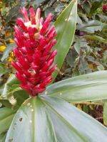 เอื้องหมายนา (Cheilocostus speciosus) (ขายเป็นเหง้า)