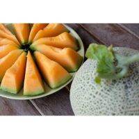 เมล็ดพันธุ์ เมล่อน ฮันนี่ร็อค 40 เมล็ด Honey Rock Melon Seed  เมล็ดพันธุ์แท้100% นำเข้าจากต่างประเทศ ปลูกผัก สวนครัว ถูก