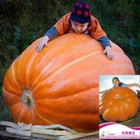 เมล็ด ฟักทองยักษ์  5 เมล็ด Big Boon Pumpkin, Big Max Pumpkin Original  สายพันธุ์ OP