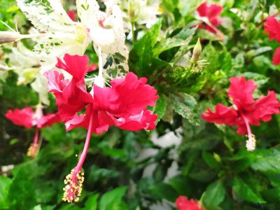 ต้นชบาสีแดงใบด่าง ชอบแดดดอกดก ใบสวย