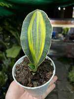 ต้นครีบปลาวาฬด่าง SAMSE-VIERIA/ Mason’s Congo Sansevieria