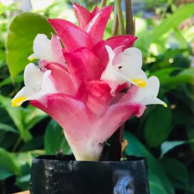 ว่านอุมาวดี สีชมพู 1ต้น1ถุงดำดอกไม้มงคลไม้ดอก ไม้ประดับ รูปภาพเป็นเพียงส่วนประกอบ ต้องการเห็นสินค้าตัวจริงทักแชทค่ะ