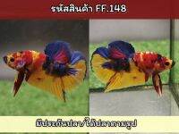 ปลากัดนีโม่ เพศผู้สีสดเกรดAA พร้อมรัด ขนาด1.4-1.5 นิ้ว