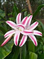 พลับพลึง : Crinum Veracruz หัวขนาดหอมใหญ่ ดอกมีกลิ่นหอม