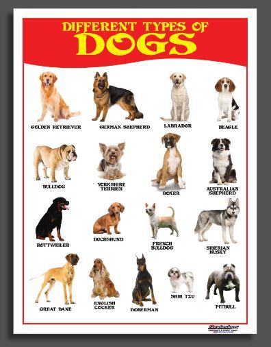 Educational Tarpaulin Posters For Kids Different Types Of Dogs 45x60cm 