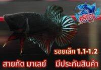 ปลากัดมาเล ลุยท้าชน ไซร1.1-1.2 ชาย สีเทา มีประกันสินค้า