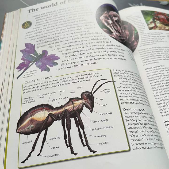 หนังสือสารานุกรม-รวมความรู้เกี่ยวกับสัตว์อันหลากหลาย-เนื้อหาอ่านง่าย-ภาพสวย-คมชัด-animals-of-the-world