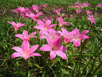 ดอกบัวดินสีชมพูพันธุ์โรเซีย1ชุด5หัวพันธุ์ไม้ดอกไม้ประดับไม้หายาก