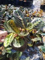 ?Red Maranta คล้ามารันต้าเรด?
?ส่งพร้อมถุงขนาด 3.5*7 นิ้ว ?