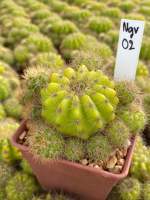 ดาวล้อมเดือน Echinopsis calochlora K.Schum. ขนาดกระถาง 3 นิ้ว จักส่งทั้งกระถาง Ngv02