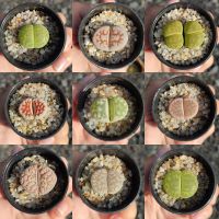 Lithops ไลทอปราคาถูก ส่งทั้งกระถาง ทักแชทเลือกกระถางค่ะ