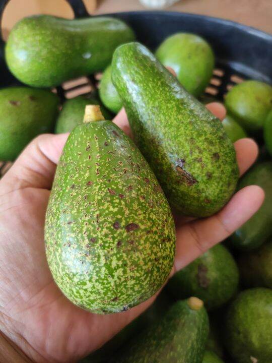 avocado-อาโวคาโด้-พื้นเมือง-บรรจุ-1-กก