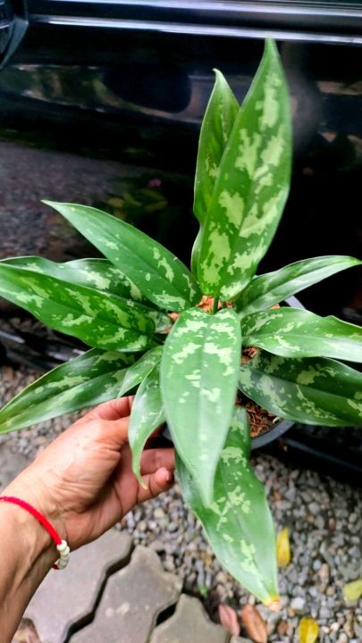 ต้นเขียวหมื่นปี-chinese-evergreen-ยังคงเป็นต้นไม้ยอดนิยมของคนในยุคนี้-เพราะด้วยลวดลายที่สวยสดงดงาม-ส่งพร้อมกระถาง