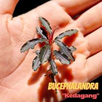 ต้นไม้น้ำ บูเซปเคดาแกง ‘แดง’ เลือกขนาดได้ – Bucephalandra Kedagang Red #ต้นไม้น้ำ