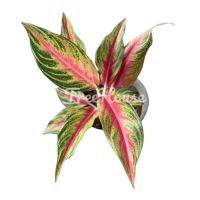 เรดปานามา กระถาง 6 นิ้ว 5-6 ใบ (Aglaonema red panama) Pot”6