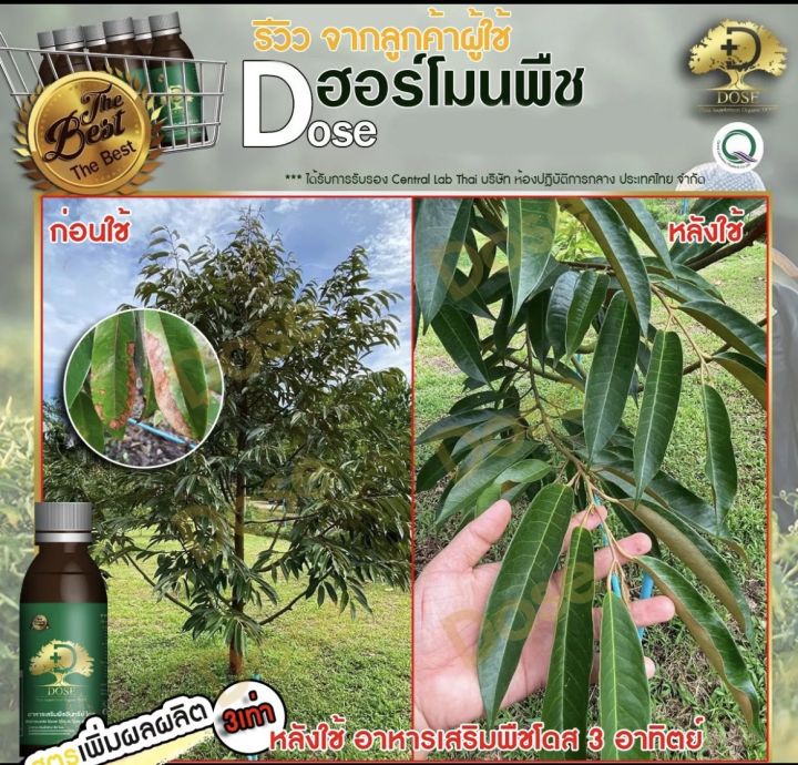 dose-อาหารเสริมพืช-สินค้าเกษตรพรีเมี่ยม-น้ำยางดี-ผลผลิตดี-แก้หน้ายางตายนึ่ง-แก้เชื้อรา