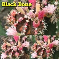 เมล็ด Black Bone  เก็บใหม่ๆสดๆจากสวน