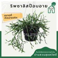 (ขายส่ง 50 ต้น ) ริพซาลิส ป็อบอาย ในกระถาง 4 นิ้ว Rhipsalis