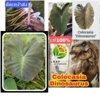 เเท้100% Colocasia Dinosaurus บอนดึกดำบรรพ์ หรือ บอนไดโนเสาร์ บอนไดโนซอรัส