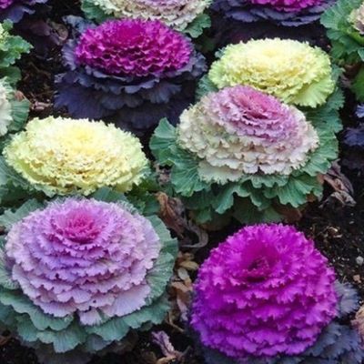 เมล็ดพันธุ์ ปูเล่ ประดับ คละสี (Osaka Series Mix Ornamental Cabbage Seed) บรรจุ 20 เมล็ด ของแท้ 100%