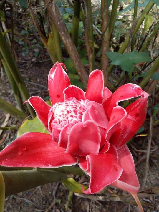 pokok bunga kantan merah yang murah dan cantik | Lazada