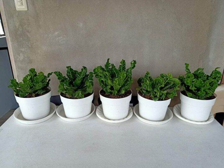 COBRA FERN | Lazada PH