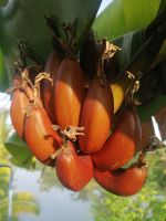 กล้วยนาค กล้วย​แดงสยาม  นาคค่อม (ต้นเตี้ย)​ก กล้วยโบราณ​ กล้วยมงคล นิยมใช้ในพิธีบูชาเทพ เทวดา เปลือกผลสีแดงเข้มอมม่วง รสชาติ​อร่อย