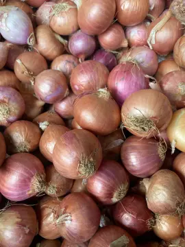 Keravel Pink Onion Seeds