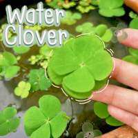 Water clover/ผักแว่นน้ำ สำหรับตกแต่งอ่างปลา ตู้ปลา สวนถาดชื้น