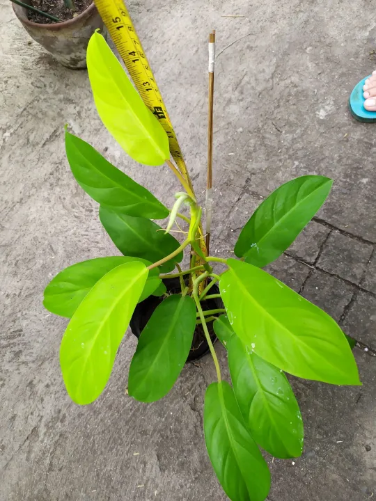 Philodendron Lemon Lime/Golden Orlando | Lazada PH