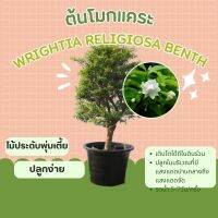 โมกแคระ Wrightia religiosa Benth. "variegata"