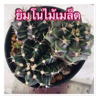 กระบองเพชร แคคตัส ยิมโน ไม้เมล็ด Gymnocalycium mihanovichii