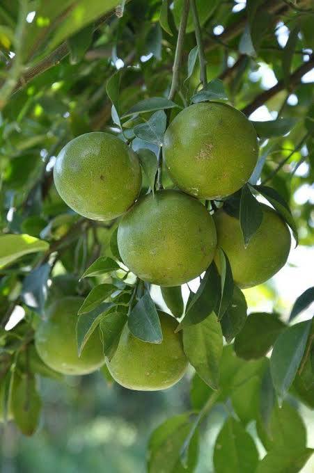 ต้นส้มเช้ง-ต้นพันธุ์ตอนกิ่ง-สูง-50-60-ซม-ลูกใหญ่ดก-น้ำเยอะหวานอร่อย-ให้ผลผลิตตลอดปี-ปลูกได้ทุกสภาพพื้นที่-ต้นสวยพร้อมปลูก