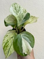 พลูแอปเปิ้ล Epipremnum Aureum ตระกูลพลูด่าง เลี้ยงง่าย ฟอกอากาศ