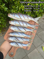 ปลากุเลาแดดเดียว บรรจุ 500 กรัม/แพค ราคาแพคละ 200-240 บาท