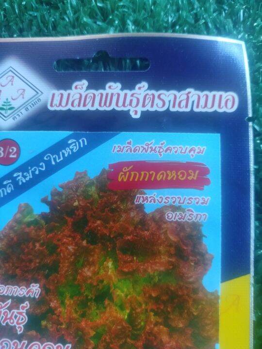 เมล็ดพันธุ์ผักกาดหอม