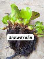 ผักตบชวาเล็ก
แพ็ค 500 กรัม ที่นิยมนำมาเป็น อาหาร กุ้ง หอย ปู ปลา